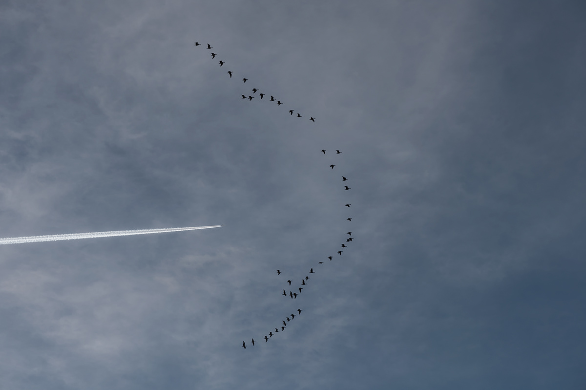 birds migration SKY