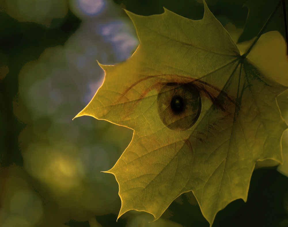 eyes maple leaf awoken dream life conceptual