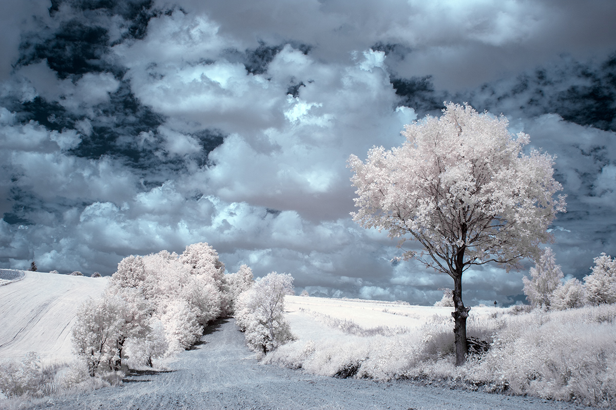poland infrared Landscape field Tree  IR White blue Magical