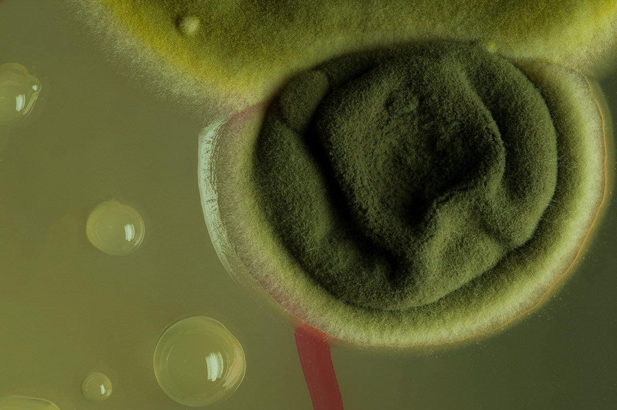 Bacteria Photography  macro D700 colours bactéries Photographie mycologie Boite de petri mycology