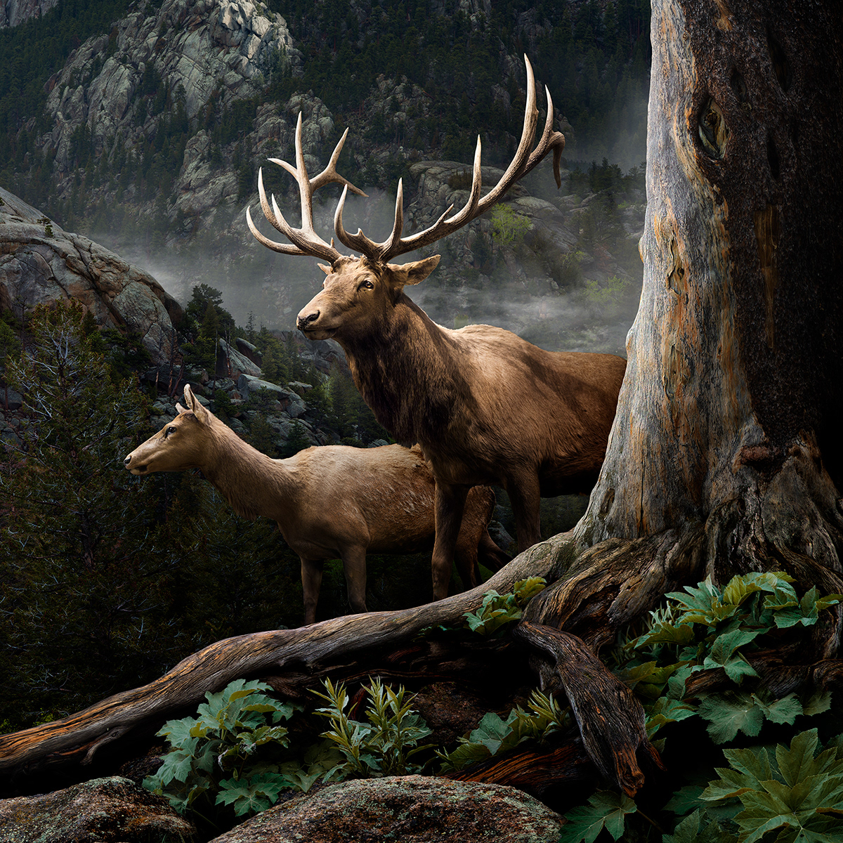 mountains elk animals Nature Landscape conservation photomanipulation western retouching  fantasy