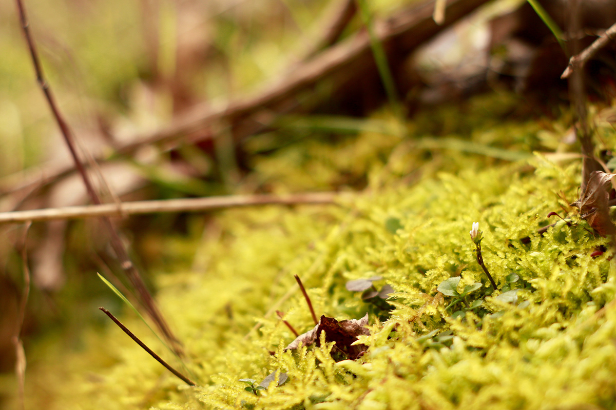 world moss mossy micro macro