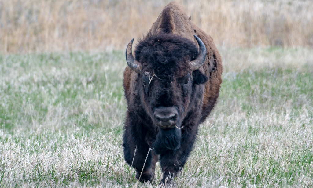 Adobe Portfolio bison pronghorn White-Tail Deer Mountain Goat Bighorn Sheep prairie dog mt rushmore Wind Cave National Par Boxwork