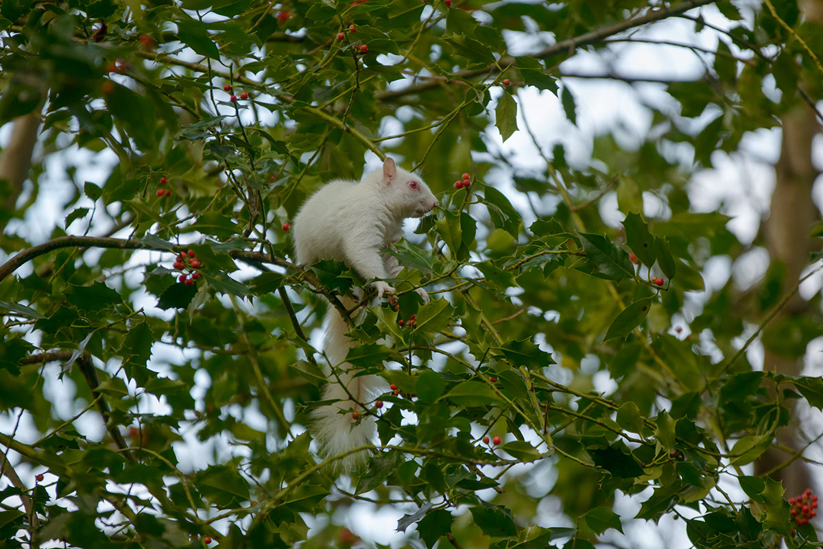 albino squirrel squirrel Gray Squirrel grey squirrel Nature rodent albinos