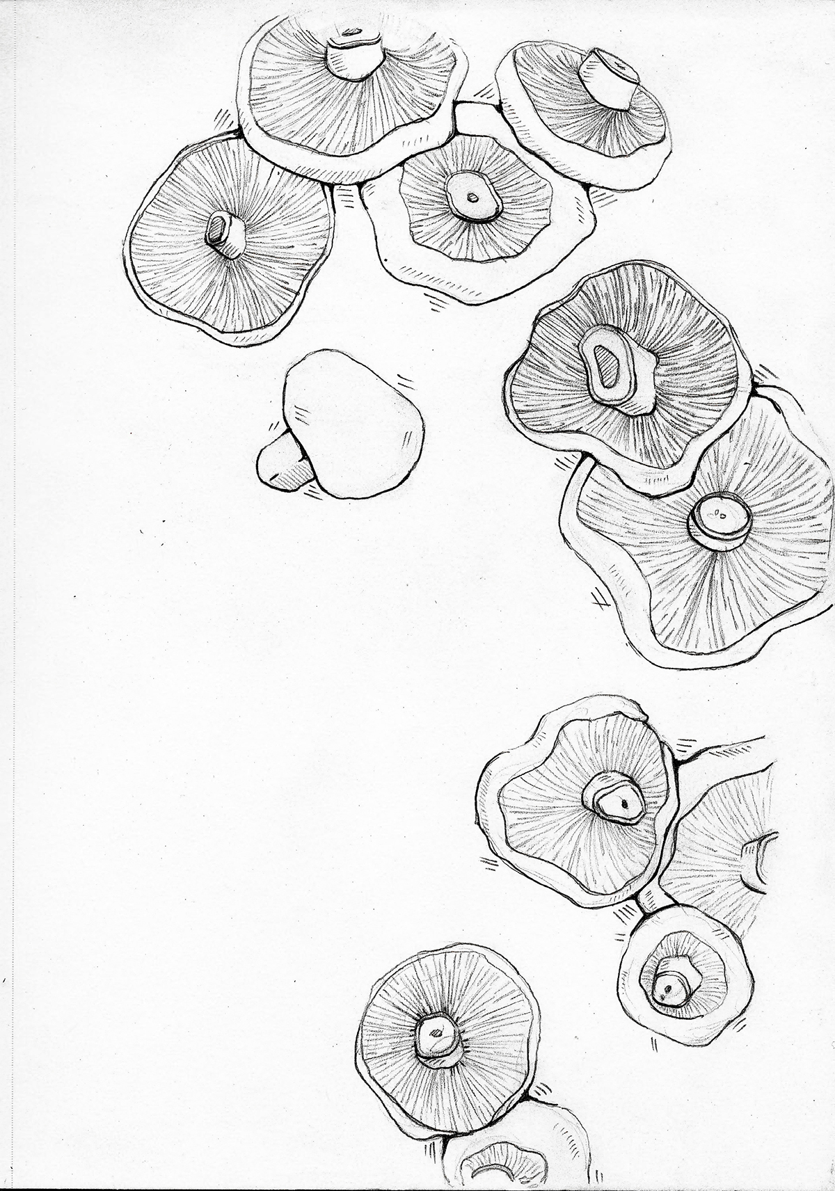 sketchbook pencil type color watercolor paint Script Nature flower Food  Flowers SCAD winter repeat line