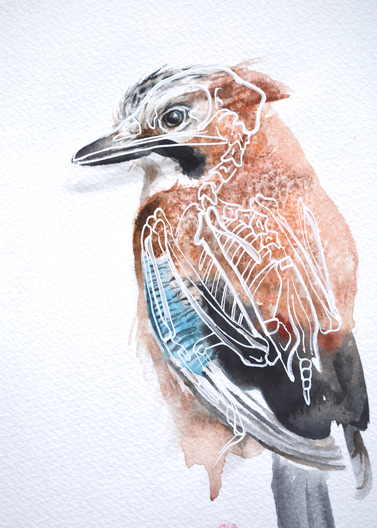 animals bird skeleton tattoo watercolour hand drawn mixed media Original bones wildlife