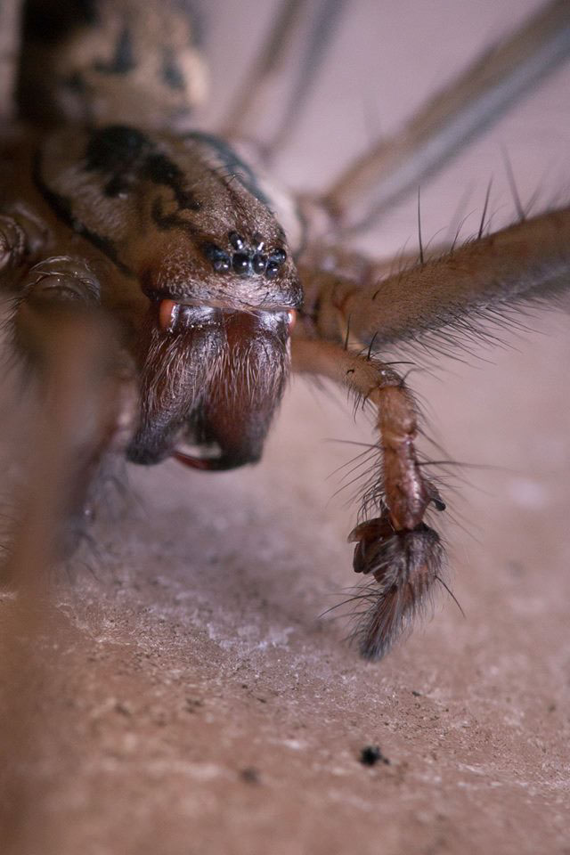 macro bug bugs spider mantis manthe araignée flower criquet Grasshopper light garden close up eye eyes
