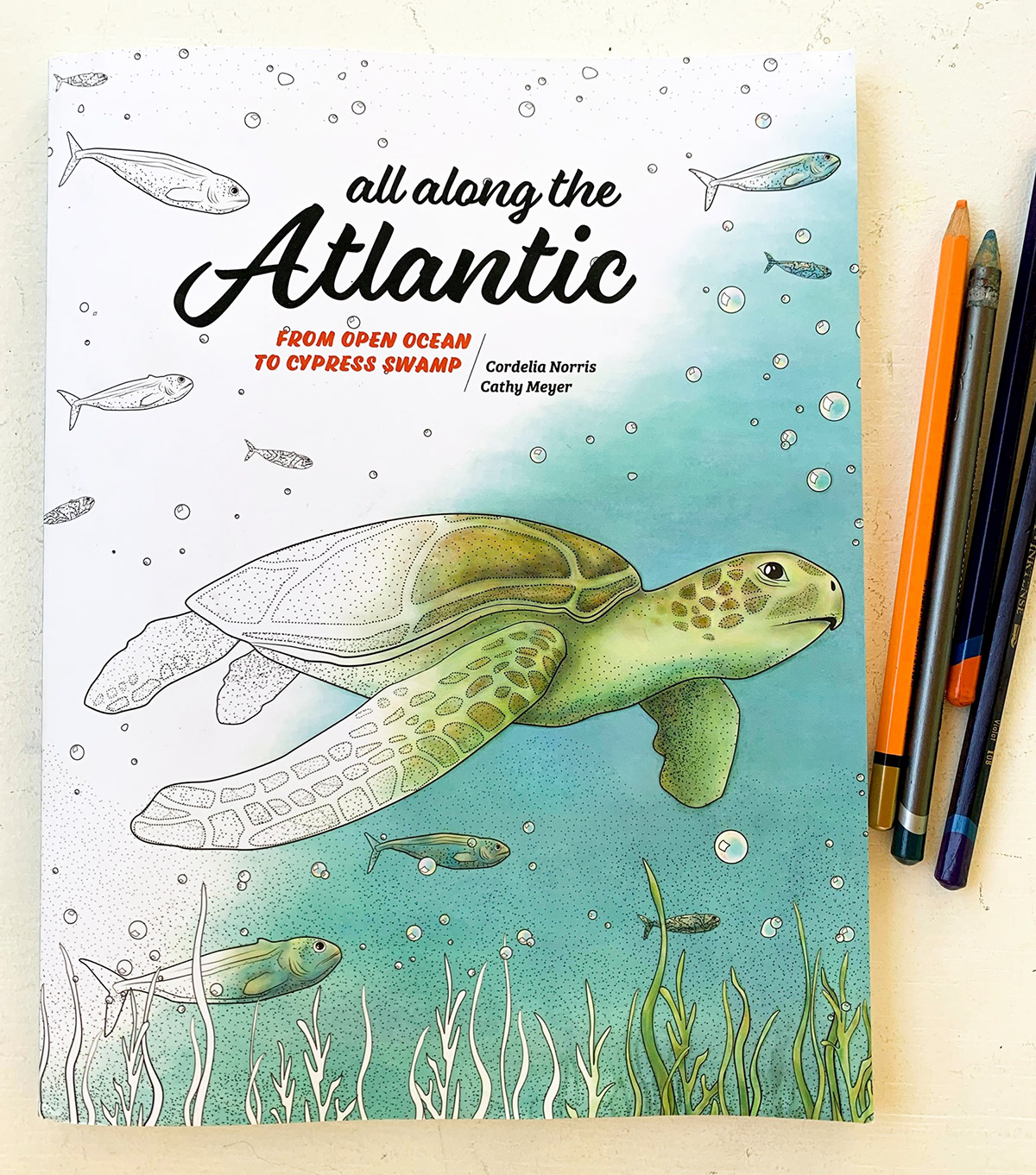marine life coloring book activity books childrens book educational book ILLUSTRATION  ocean illustration environmental coastal artwork