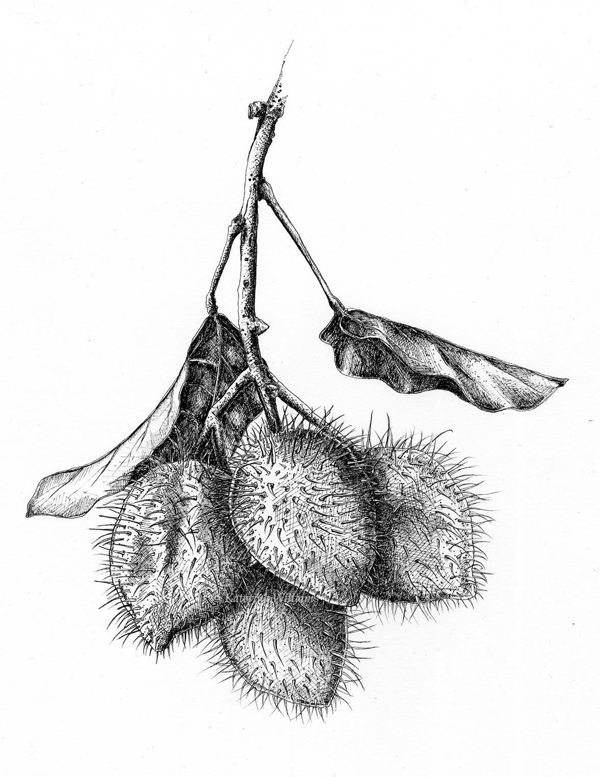 illustrations line drawing pen Nature black and white hand drawn micron botanical illustration