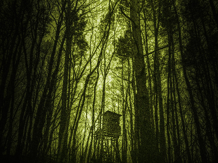 forest woods high seat deerstand night DUSK gloaming nightfall nightscope
