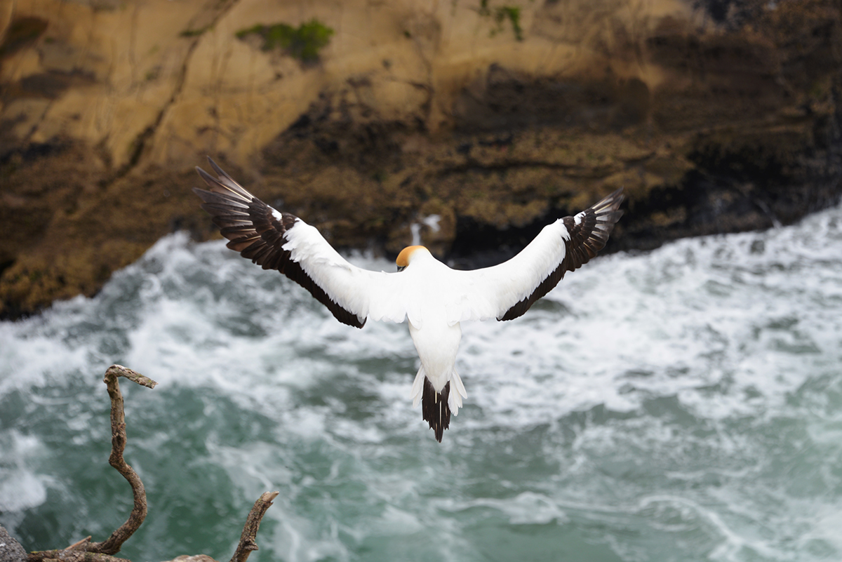 New Zealand landscapes Nature animals birds waterfall rock formations gannet wildlife Photography 