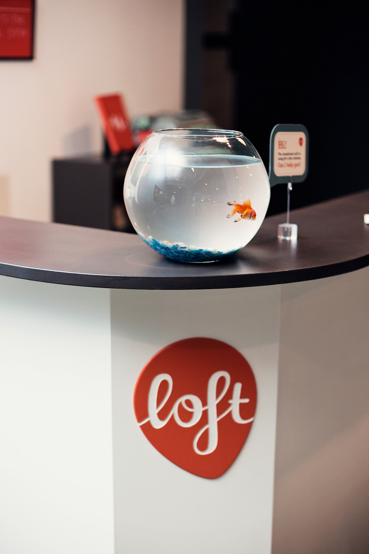 hostel  reception  goldfish Accommodation