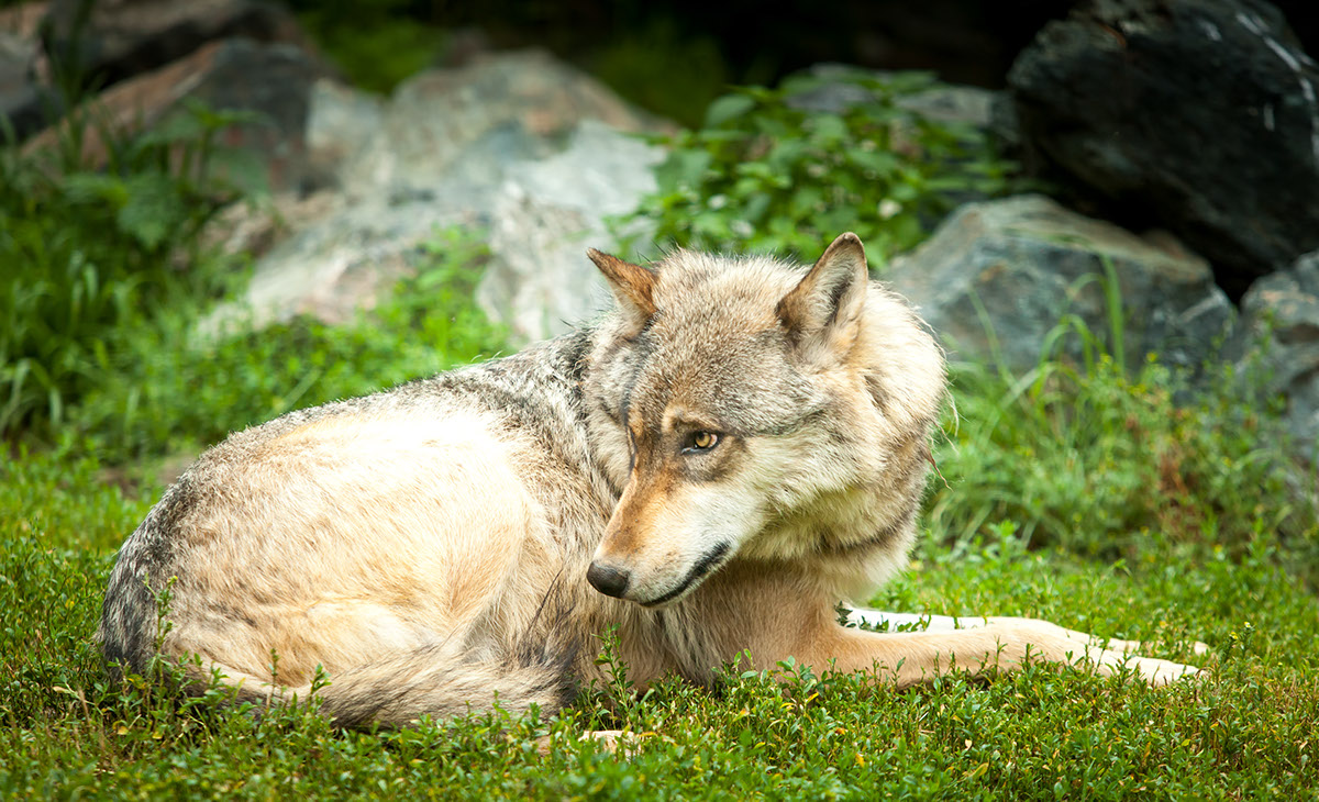 wolf wolves wild dog wilderness north animals mammal