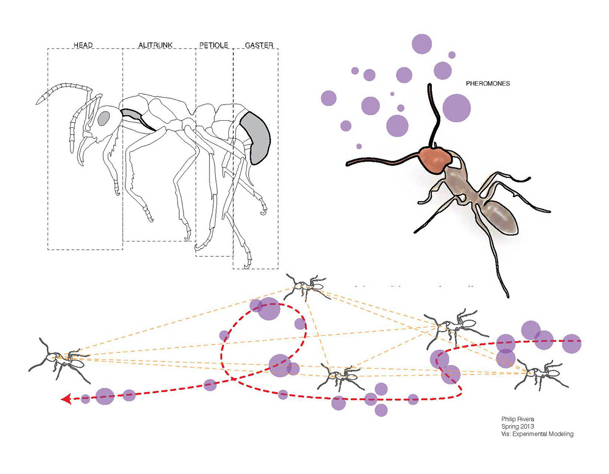 ants nests Swarm Theory parametric Philip RIvera philadelphia university visualization Grasshopper biology science