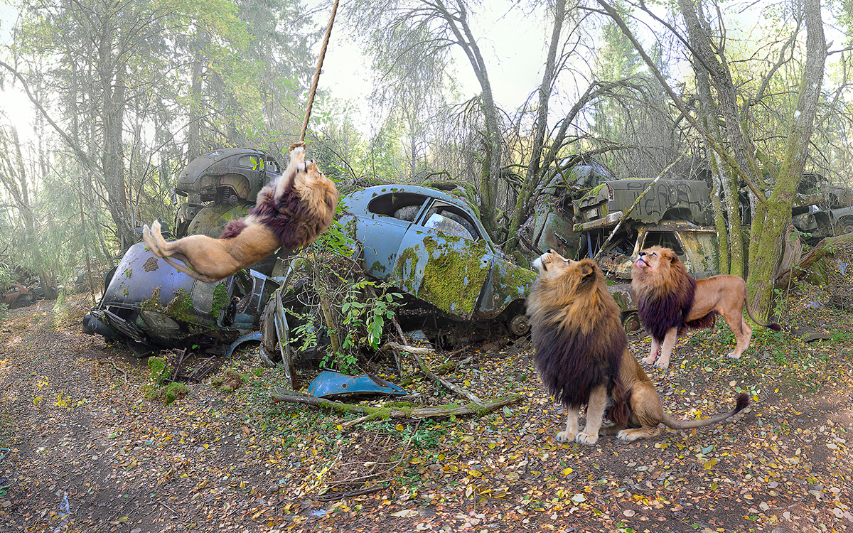 Autos vintage Lions Meerkats monkeys chimpanzees scrapyard Sweden auto graveyard