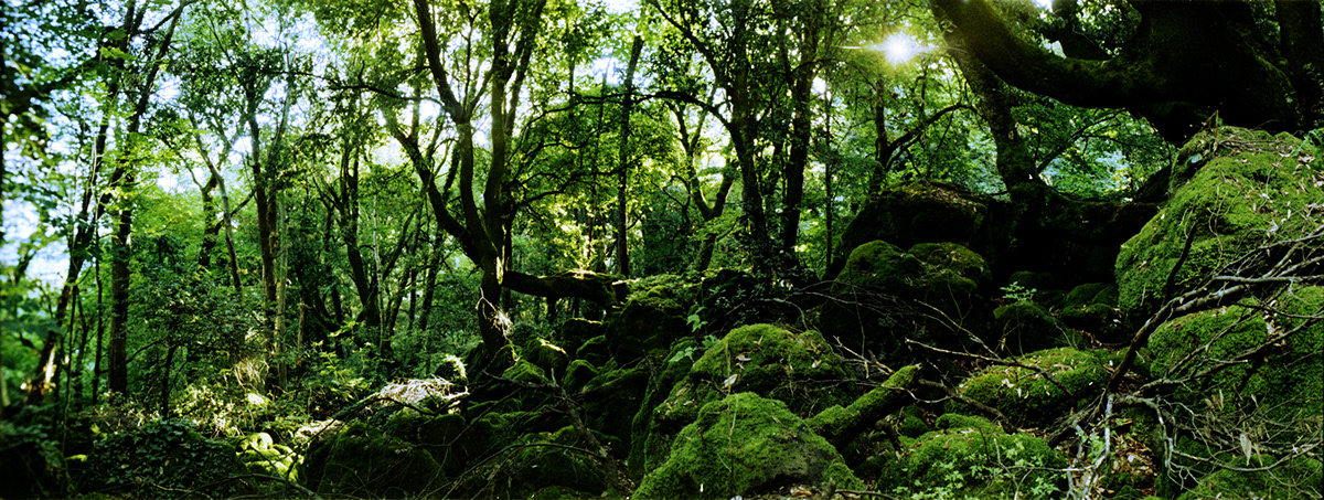 green Nature tuscia Tree  forest moss grave monument acquapendente Italy FAI national geographic stones gotich location