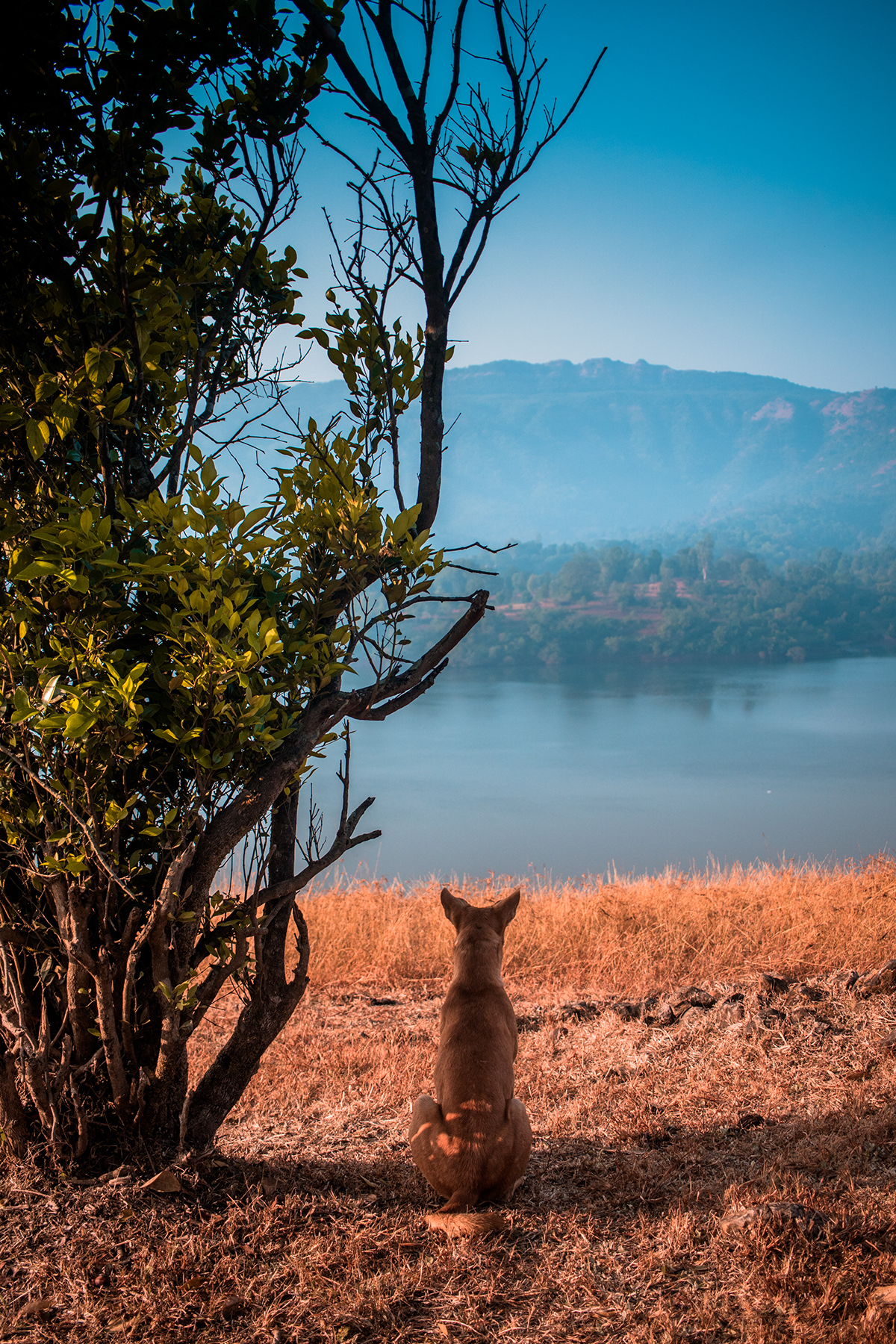 dog tapola landscape photography nature photography mountains lakes india tour MUMBAI dog portrait