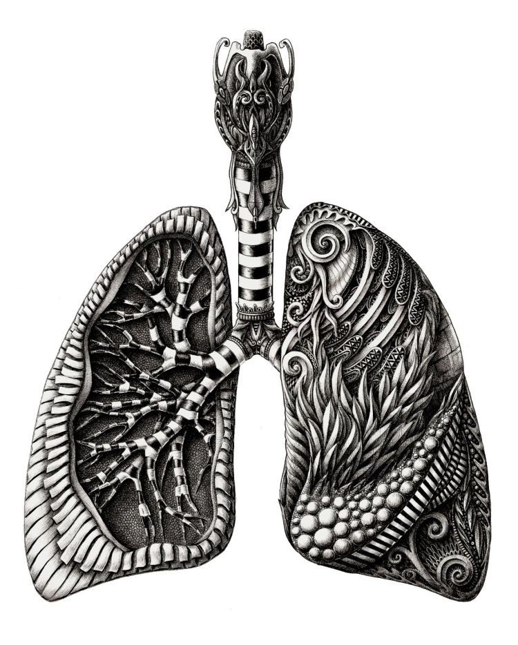 alex konahin konahin anatomy brain heart dip pen ink lungs liver stomach intestines