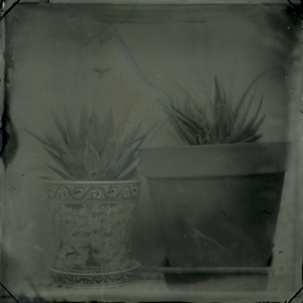 tintype wet plate collodion wet plate photography bostick and sullivan still life santa fe Flowers skull large format photography holga