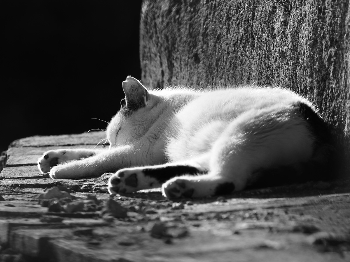 black and white cats clouds cutre Gats Reflexions fotogràfiques White