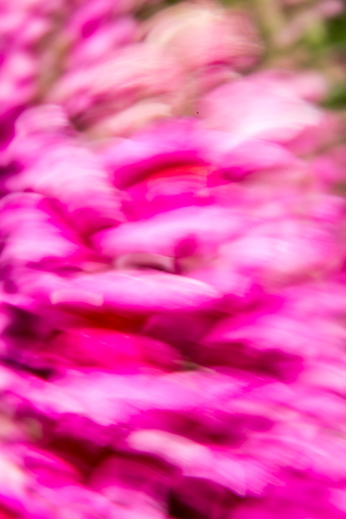 blur impressionistic garden Flowers
