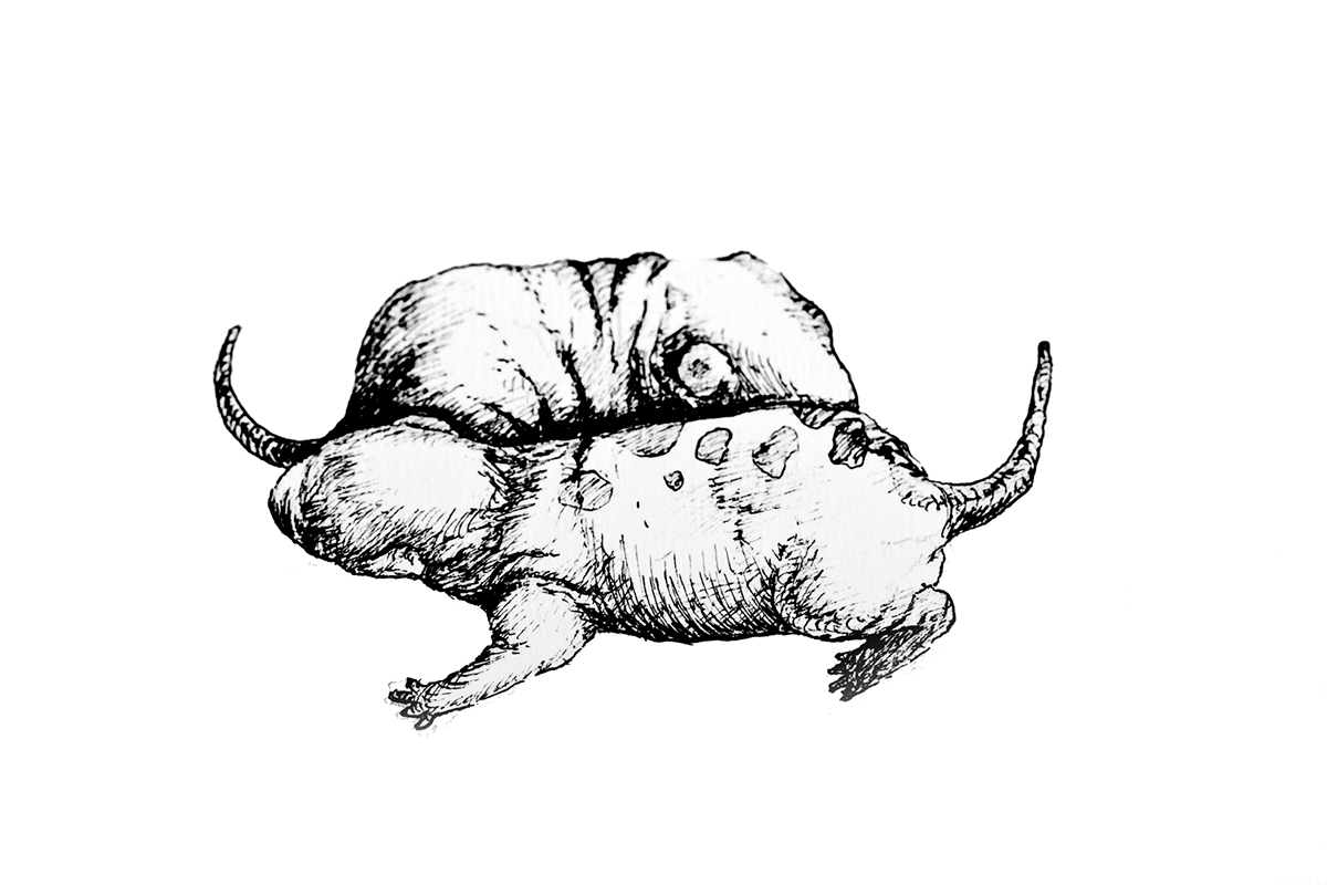 pen ILLUSTRATION   drawing ink Rats cats  mutation Black&white sketching