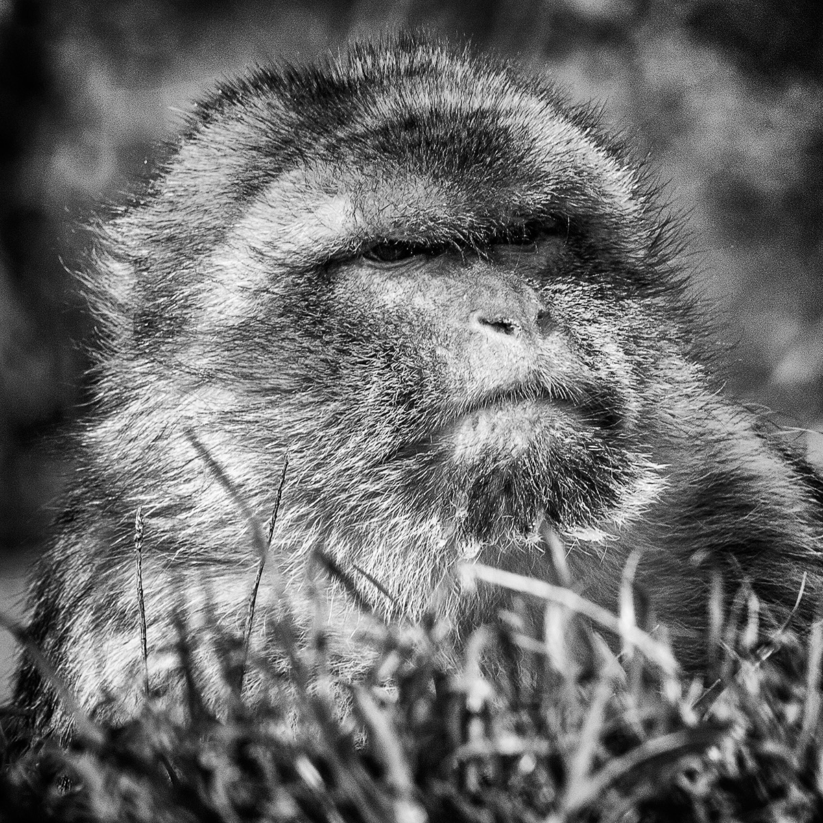 monkeys apes eyes views