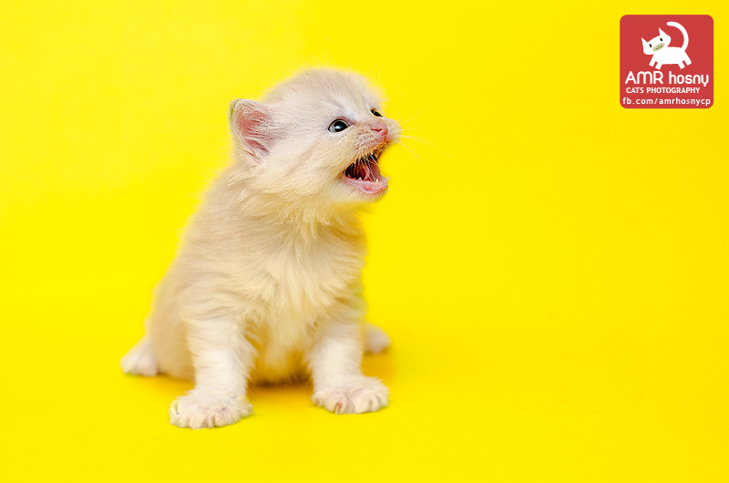 cats animals domesticated yellow teeth eyes Mouth pets