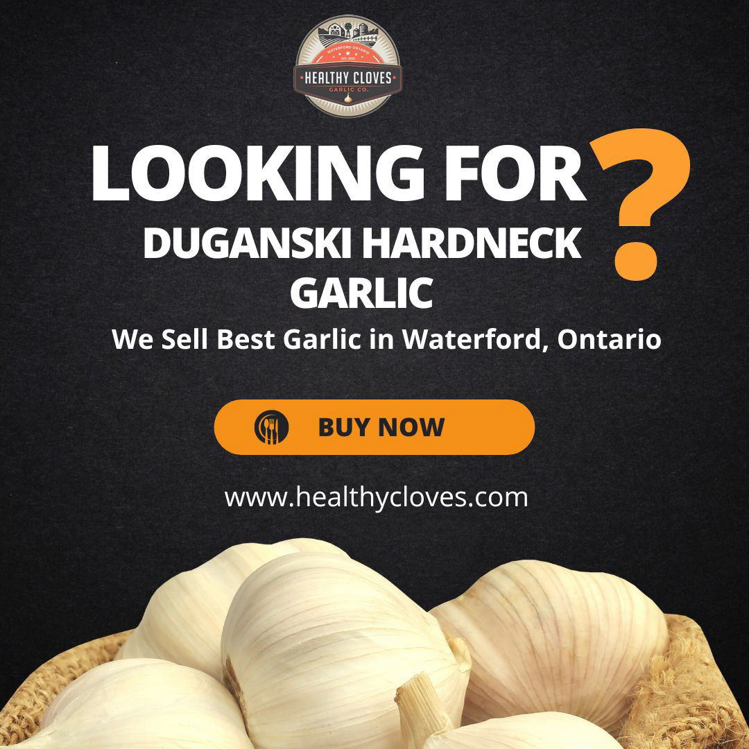 Garlic Duganski Hardneck Garlic