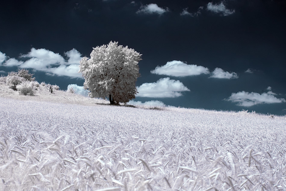 IR magic ir infrared przemyslaw kruk Landscape poland field Tree  White blue Magic   Travel color