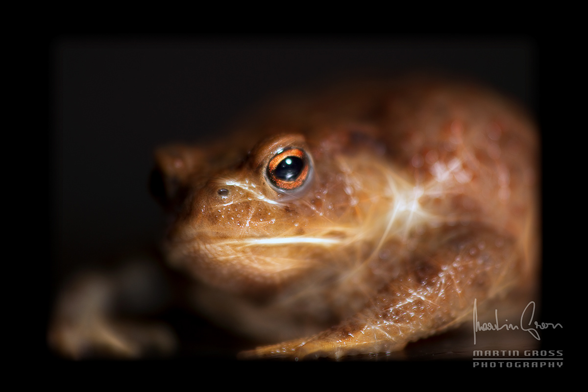 frog snail night