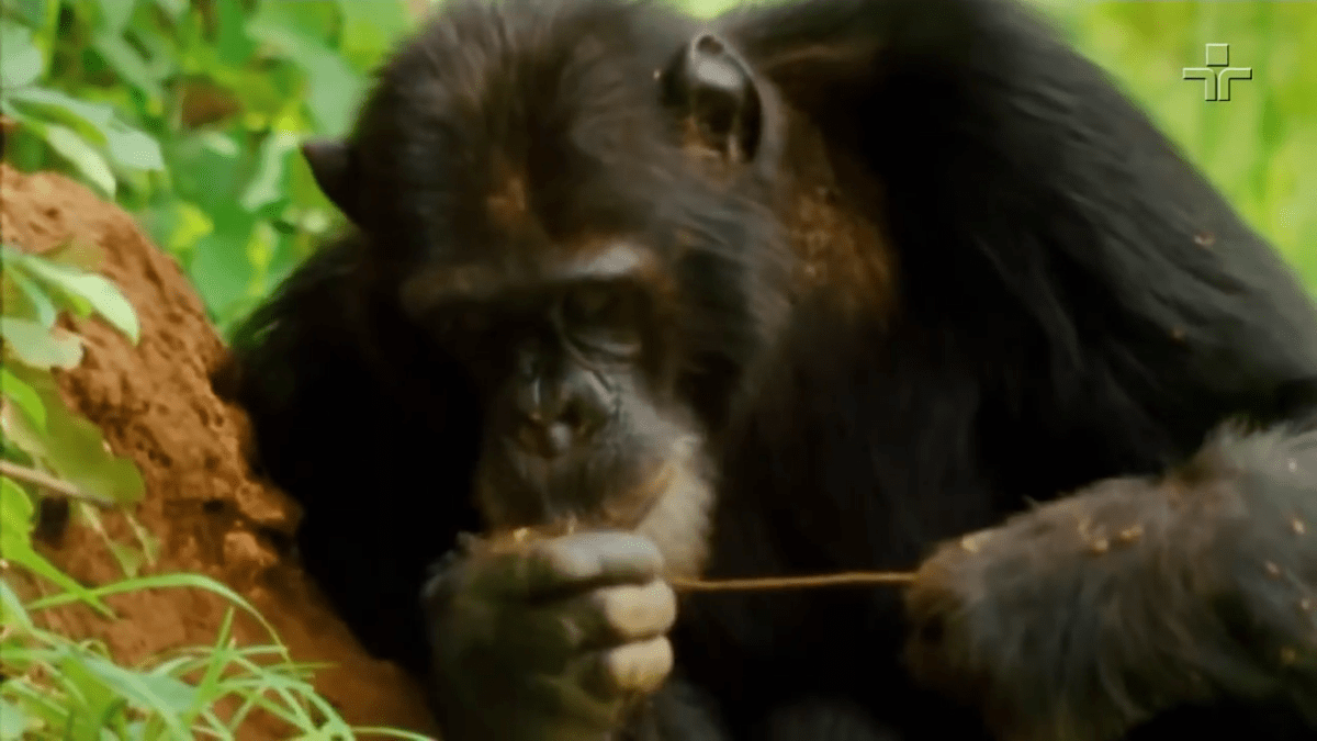 bonobo chimpanzees frans de waal Jane Goodall monkeys