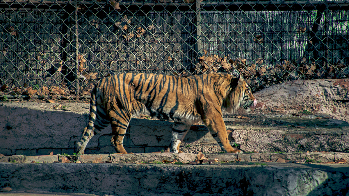 zoo animals Sony Alpha a7s portrait Nature