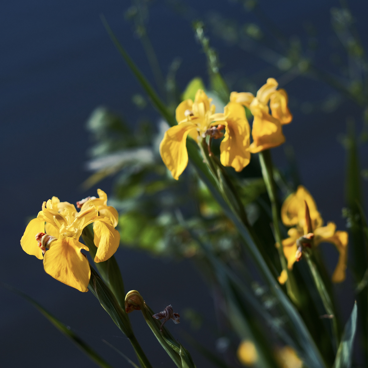 Yellow irises on the bank of the lake.