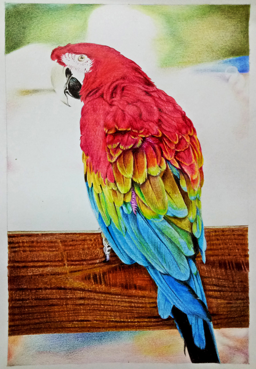 Scarlet Macaw Parrot Colored pencil drawing on Behance