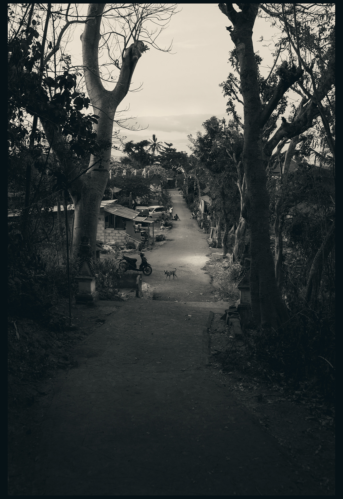 adventure bali black and white jungle monochrome Nature Photography  Travel traveling Tropical