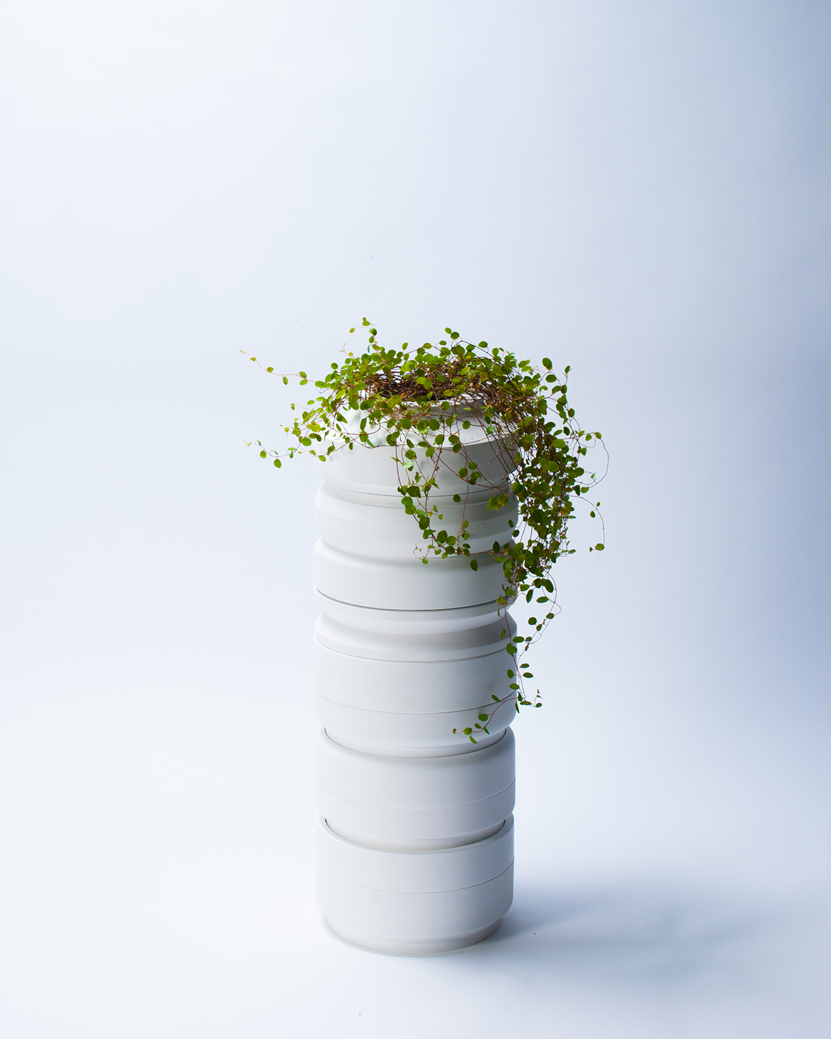 Adobe Portfolio plants Interueur flower flowerpot rings Gradening