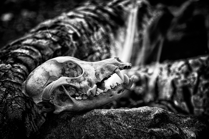 bone skull animal Nature water fire