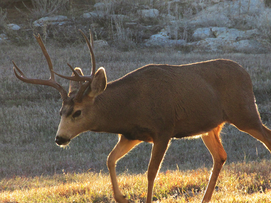 Colorado wildlife mountains scenery buck mule deer