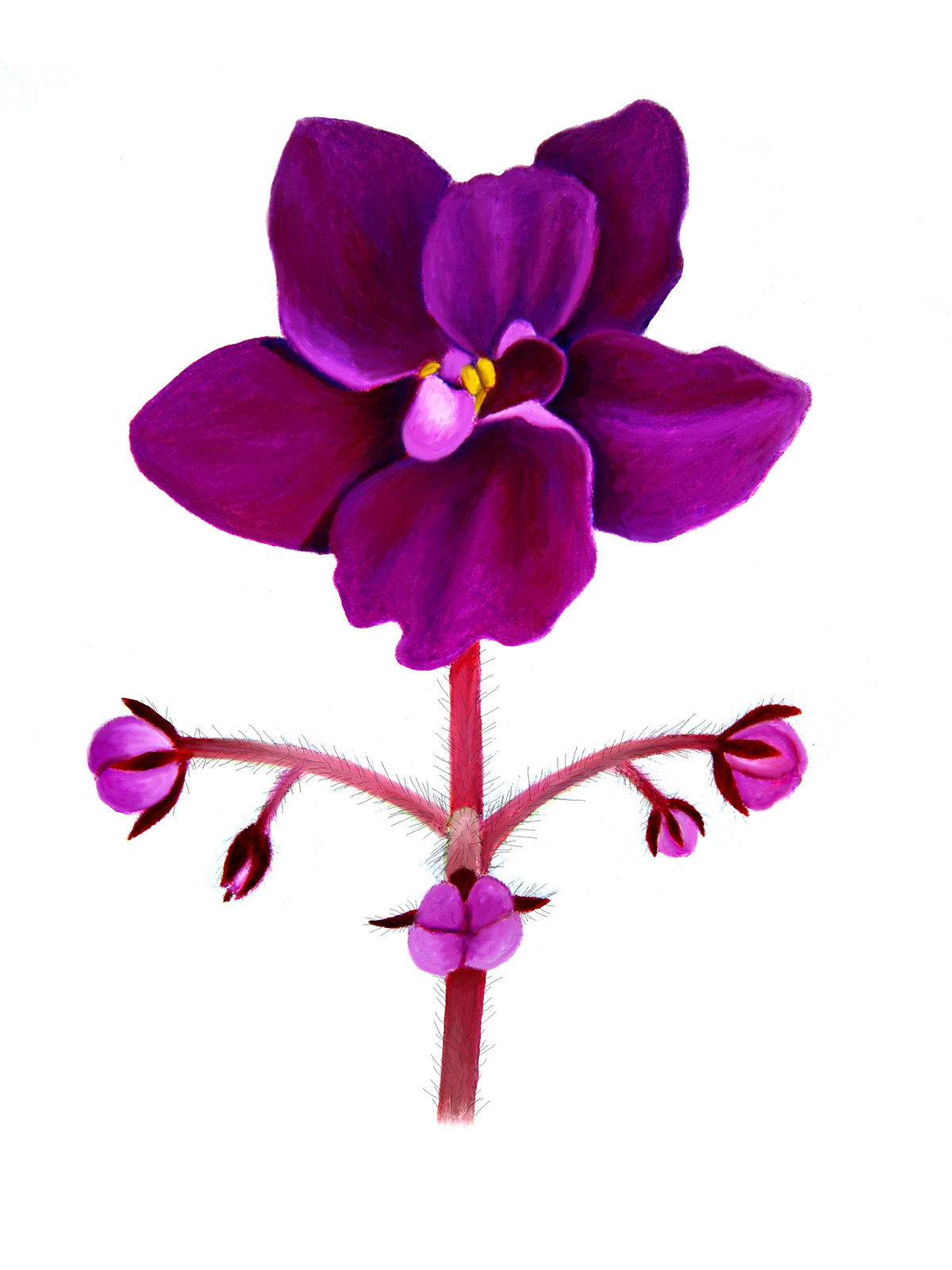 African Violet color pencil pen and ink flower botanical illustration