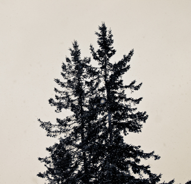 sapin pine Tree  snow Nature