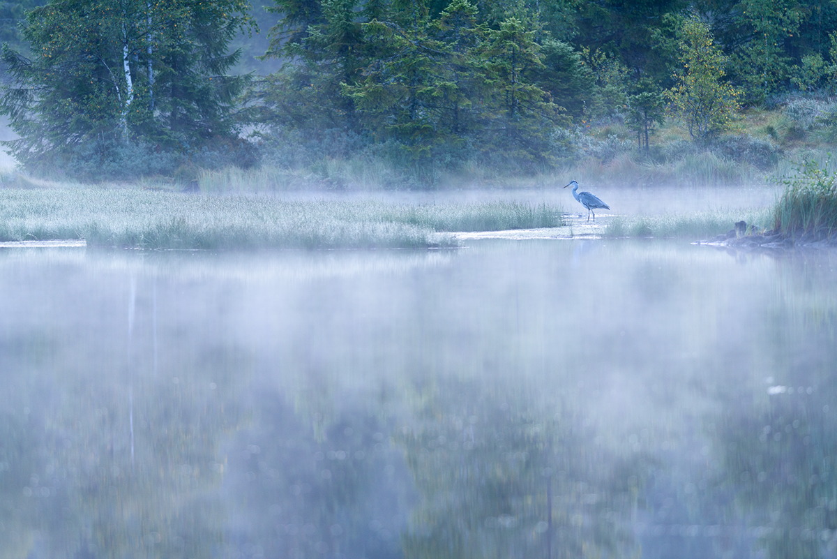Nikon lake fog Vosges france water Nature wildlife Landscape MORNING montain atmosphere