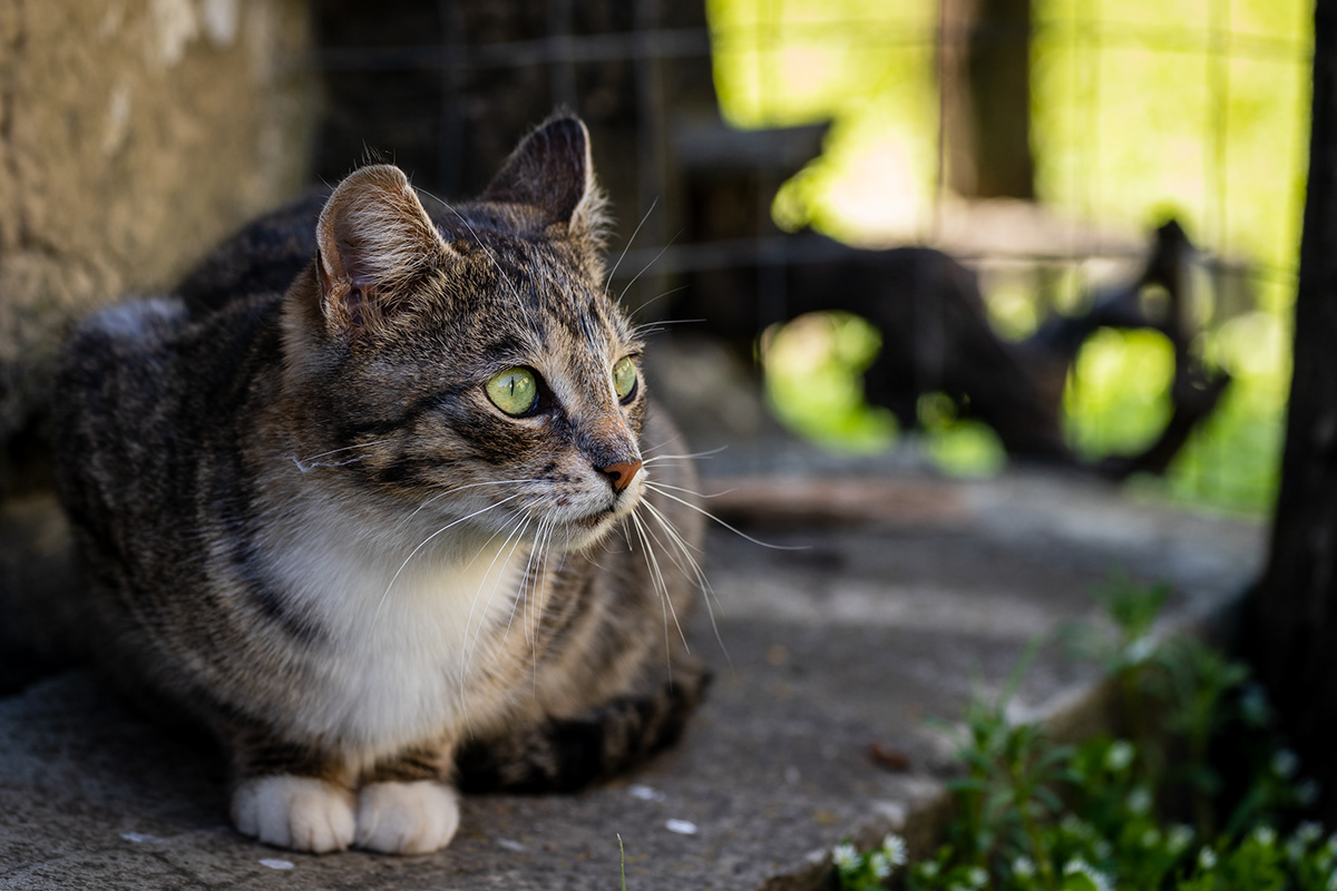 animal Cat countryside domestic greeneyes   Pet portrait tabby whiskers wildlife