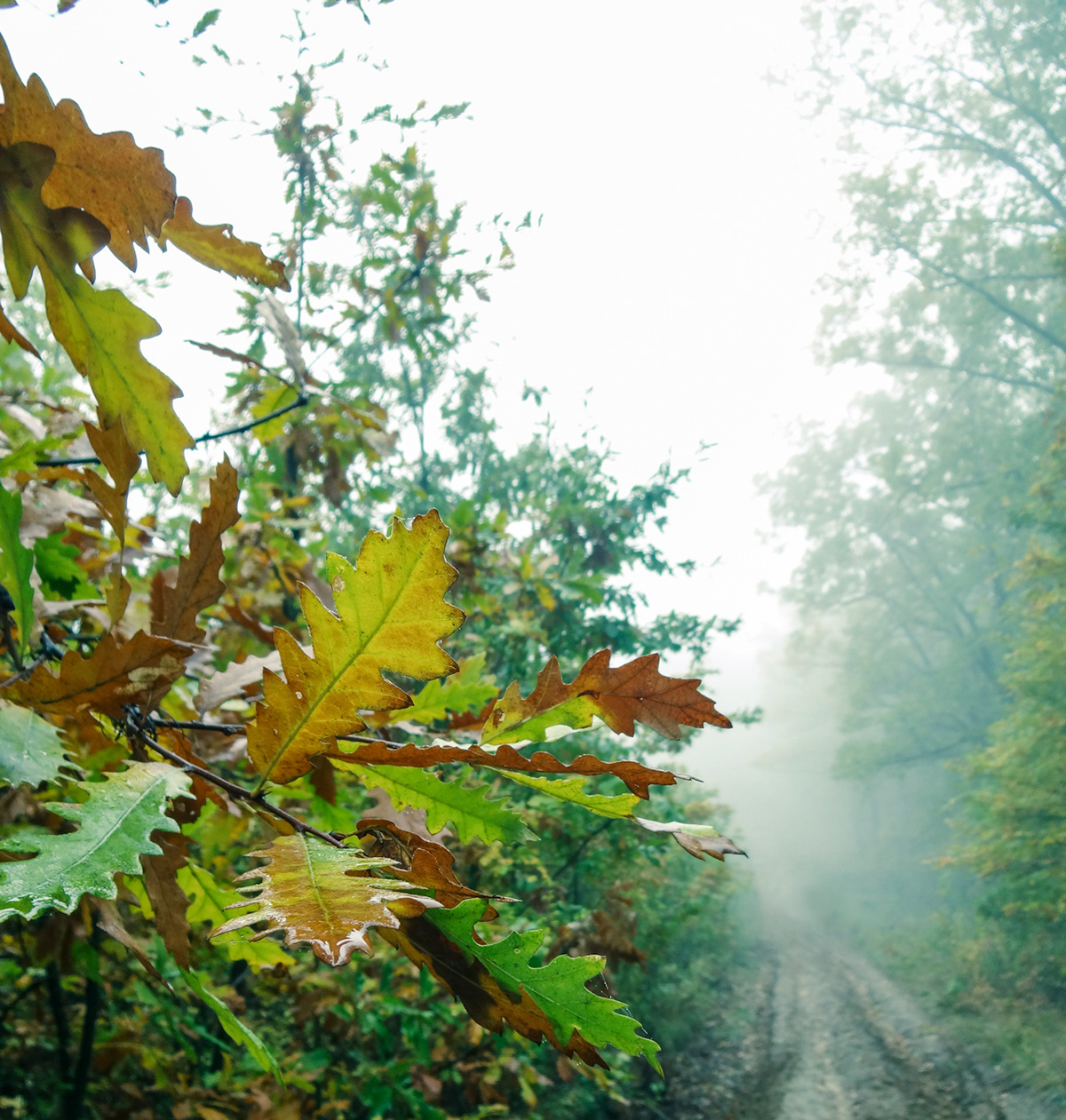forest  Wood  green fog  november  autumn path