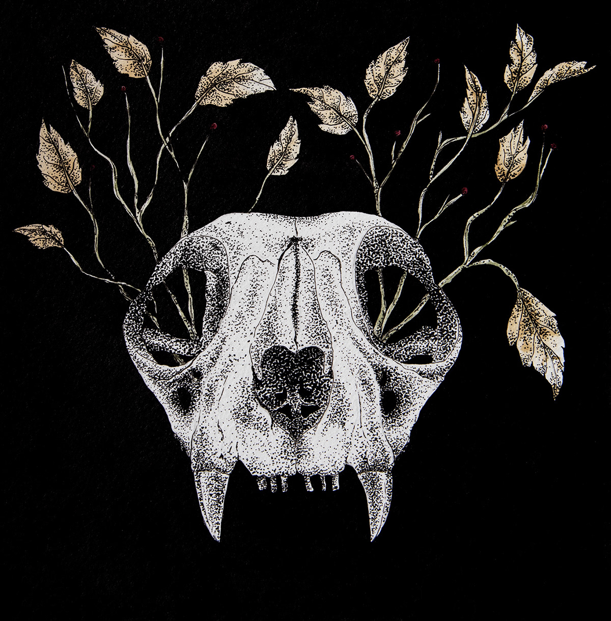 acuarelas Cat Craneo estilografos Gato ilustración análoga naturaleza scientific illustratios skull vintage