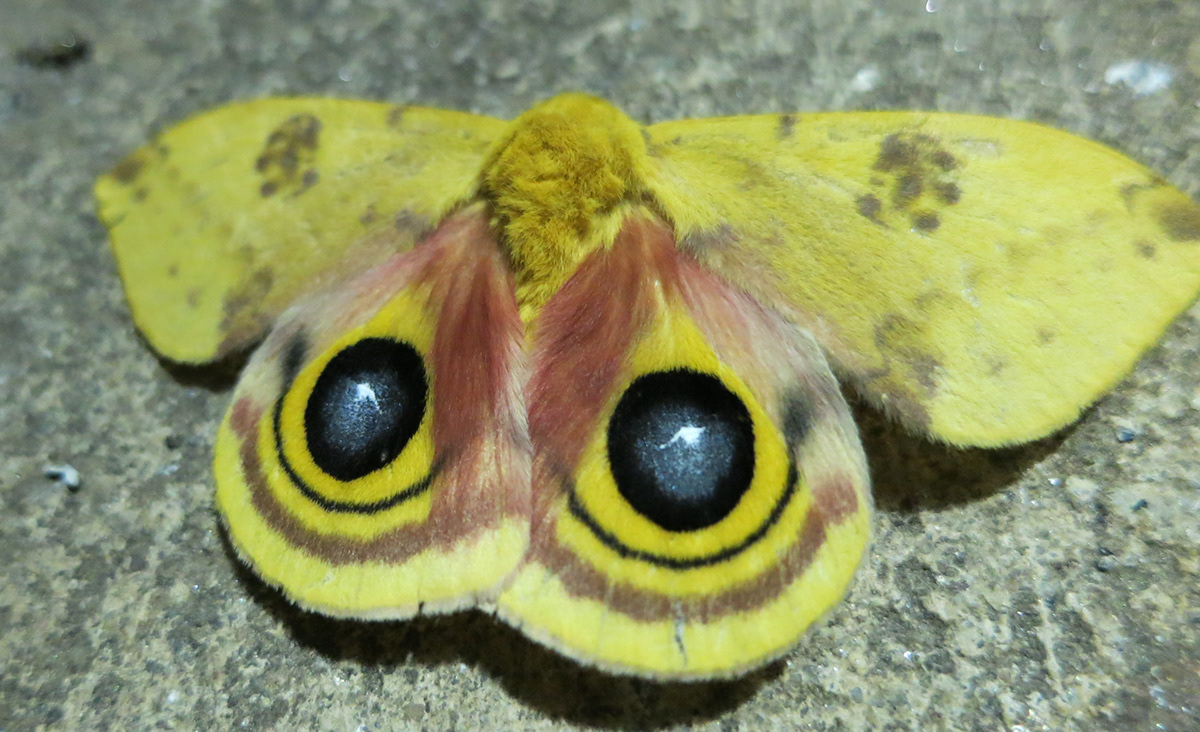 lepidoptera saturniidae SILK moths butterfly swallowtail Caterpillar larvae inesct Polyphemus luna Cecropia imperial regal hickory horned devil