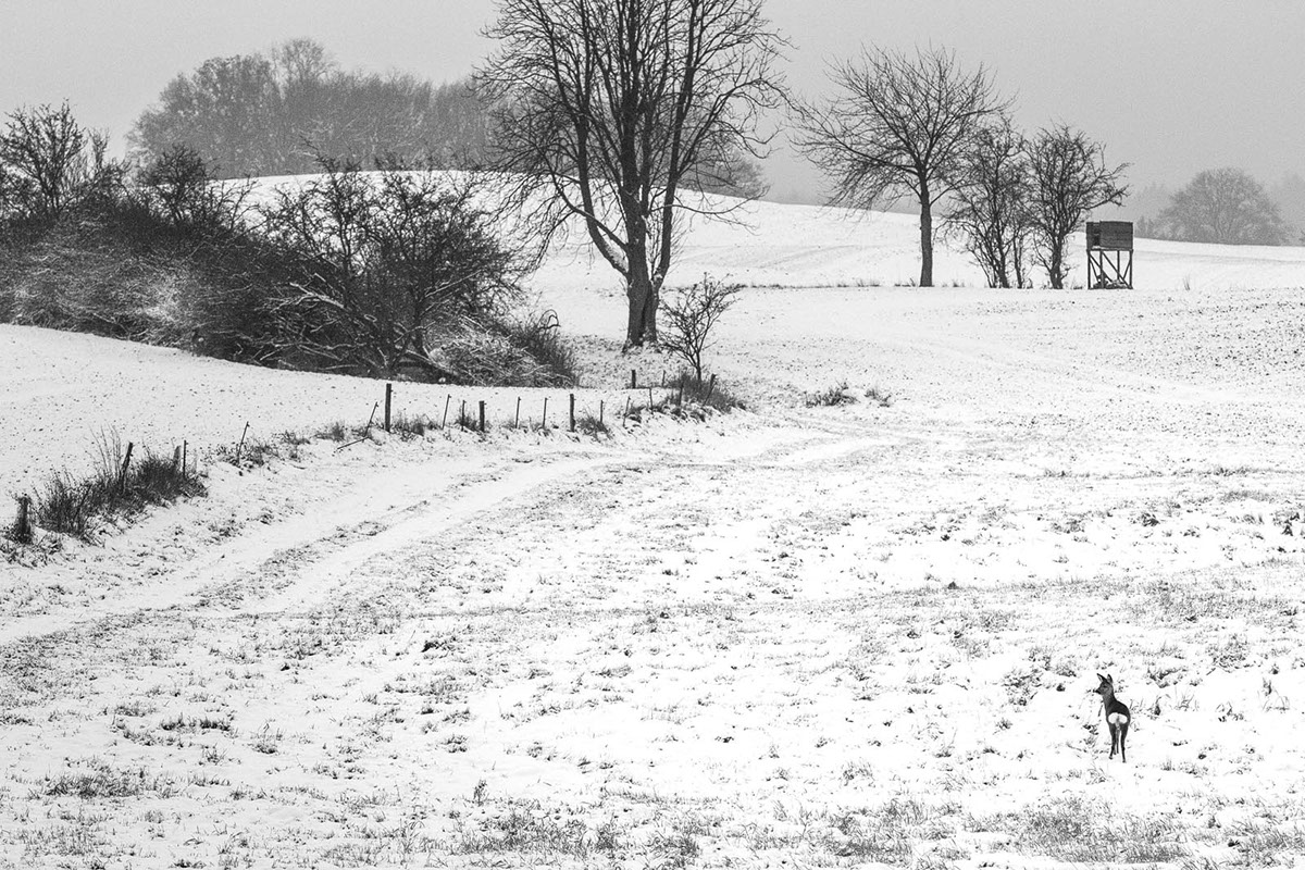 winter germany east Uckermark snow field