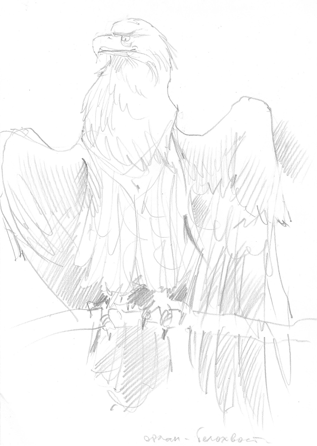 зарисовки животные птицы рисунок