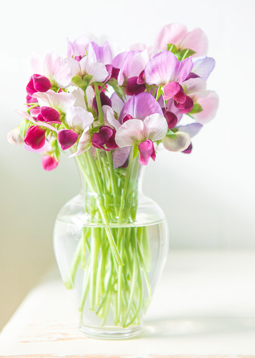 peavine blossoms in vase