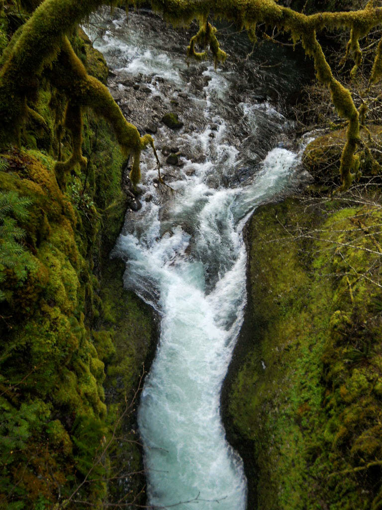 Adobe Portfolio Oregon eagle creek hiking Backpacking Photography  trees mist Editing 